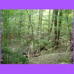 Brad's Back Yard.jpg